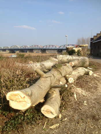 populier geveld in Grave